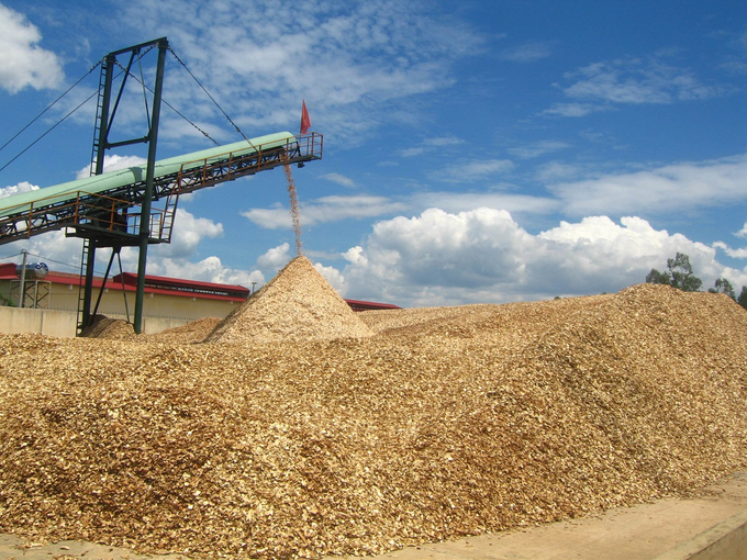 The woodchip processing factories in Binh Dinh are competing fiercely to obtain raw materials. Photo: V.D.T.