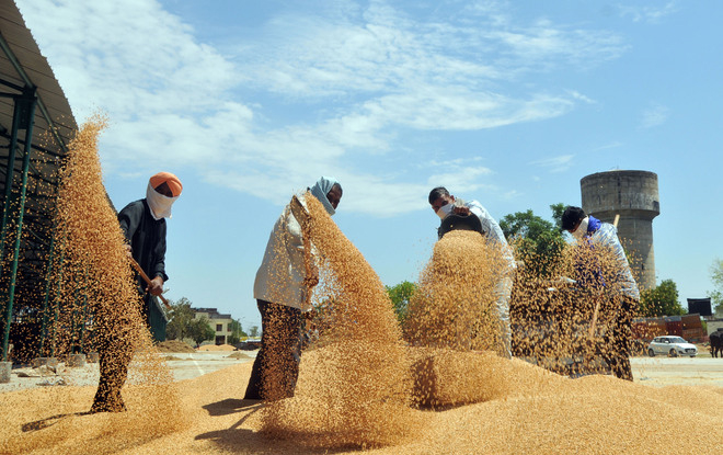 Ước tính tổng lượng gạo thuộc diện bị cấm xuất khẩu của Ấn Độ từ nay đến cuối năm ở mức 10 triệu tấn. Ảnh: The Hindu Business