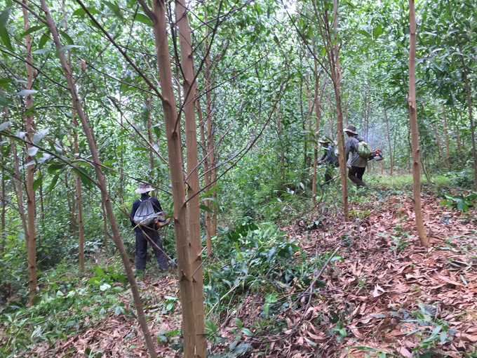 Mr. Thuy hires workers to prune his forest and grow large timber forests. Photo: V.D.T.