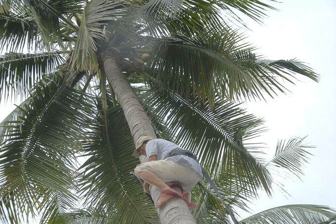 Coconuts are harvested three times a year, so farmers have a regular source of income. Photo: Vu Dinh Thung.