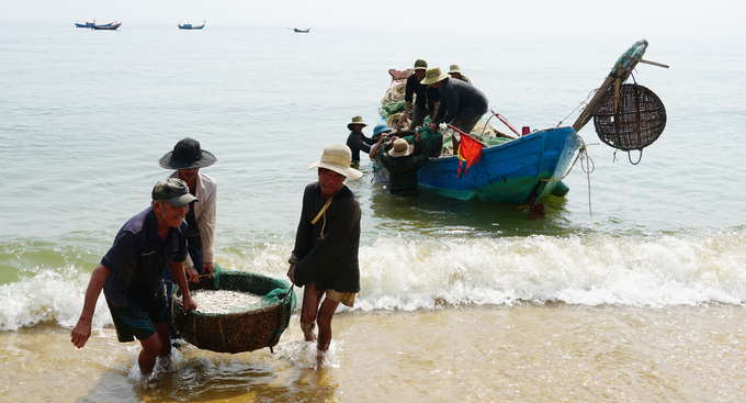Ngư dân Quảng Bình khẩn trương đưa cá lên bờ. Ảnh: TT.