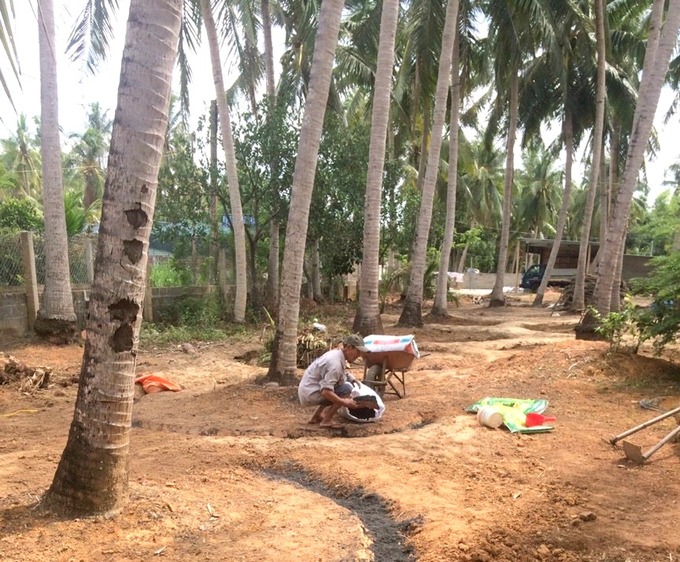 Mr. Nguyen Ngoc Thang in Phung Du 1 neighborhood, Hoai Hao ward (Hoai Nhon town) has 180 coconut trees planted before 1975. Photo: Vu Dinh Thung.