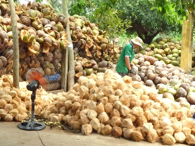 Peeled coconuts for consumption. Photo: Le Khanh.
