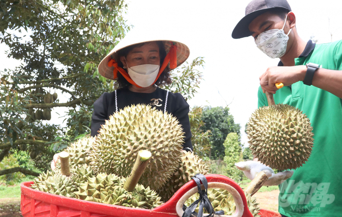 Bà Nguyễn Thị Hồng Thu, Giám đốc Công ty TNHH Xuất nhập khẩu trái cây Chánh Thu, trực tiếp có mặt tại vườn để kiểm tra những quả sầu riêng đầu tiên được chọn xuất khẩu. Ảnh: Quang Yên.