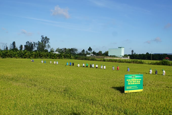 Mô hình trình diễn 'Sử dụng phân bón tiết kiệm – cân đối – hiệu quả trong sản xuất nông nghiệp' trên cây lúa vụ hè thu 2022 tại xã Tân Nghĩa, huyện Cao Lãnh, tỉnh Đồng Tháp.