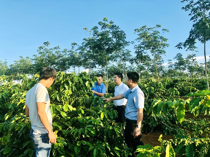Lãnh đạo THANHDO GROUP, ông Vũ Thanh Khiết (thứ 2 bên phải) thăm vườn cà phê tại Tây Nguyên sử dụng phân bón NPK + Đất hiếm Doanh Nông. Ảnh: Quỳnh Trang.