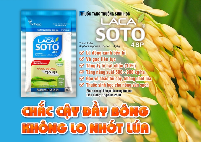 Lacasoto 4SP như một nguồn năng lượng giúp lá đòng xanh bền bỉ, ức chế quá trình lão hóa của cây lúa. Ảnh: Đỗ Thanh Tuyền.