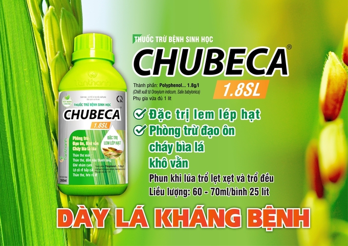 Phun Chubeca 1,8SL giúp lá lúa dày, đứng, kích hoạt cho cây lúa tạo ra các enzyme cô lập vết bệnh do nấm khuẩn tấn công. Ảnh: Đỗ Thanh Tuyền.