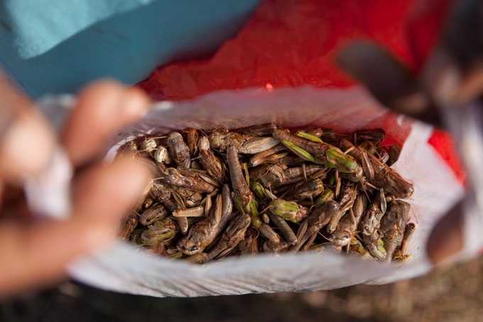 Với kỷ nguyên của các loại thực phẩm mới, côn trùng ăn được chính là nguồn thực phẩm tự nhiên và lành mạnh. Ảnh:  Yasuyoshi Chiba