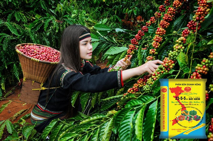 Phân bón NPK + Đất hiếm Doanh Nông cung cấp đầy đủ, cân đối dinh dưỡng đa, trung, vi lượng cho cây cà phê sinh trưởng phát triển khỏe mạnh, năng suất cao, chất lượng tốt. Ảnh: Quỳnh Trang.