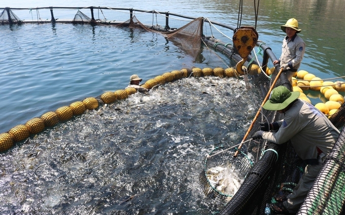 Khanh Hoa is a province with great potential for the development of marine farming.