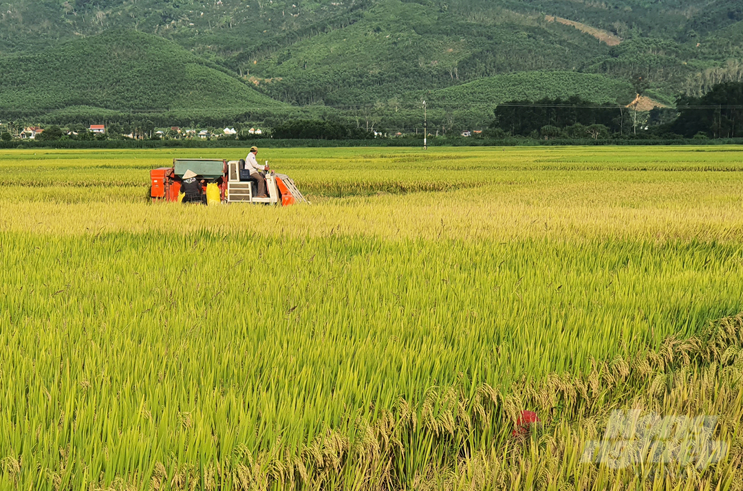 Vụ hè thu năm nay, diện tích lúa vùng Duyên hải Nam Trung bộ và Tây Nguyên đều có chuyển biến tăng về diện tích lẫn năng suất và sản lượng. Ảnh: L.K.
