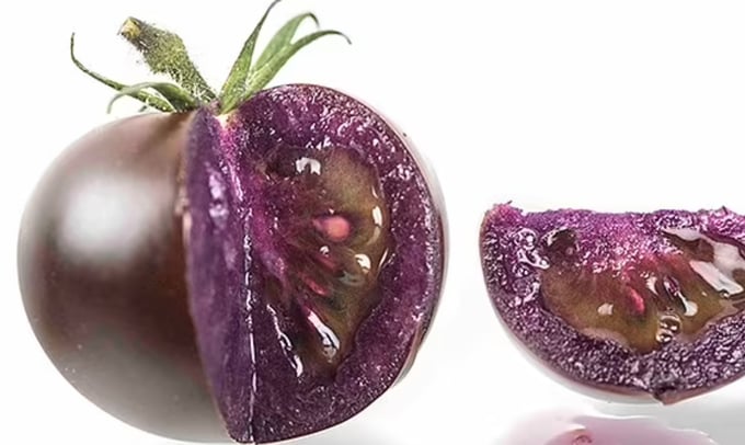 Cận cảnh trái cà chua tím biến đổi gen. Ảnh: The Guardian