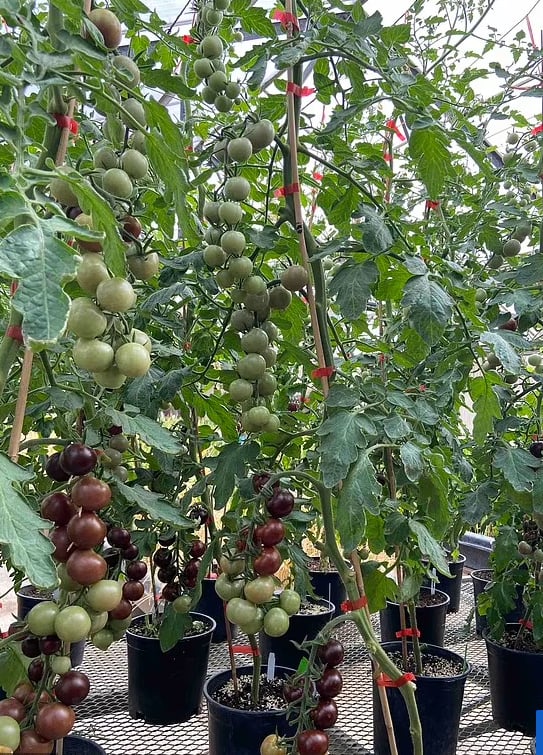 Bộ Nông nghiệp Mỹ đã chính thức phê duyệt cho phép cà chua tím được trồng thương mại. Ảnh: The Guardian