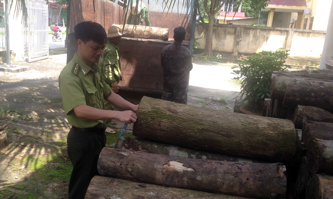 Cán bộ kiểm lâm tiến hành đo đạc, phân loại gỗ. Ảnh: BT.