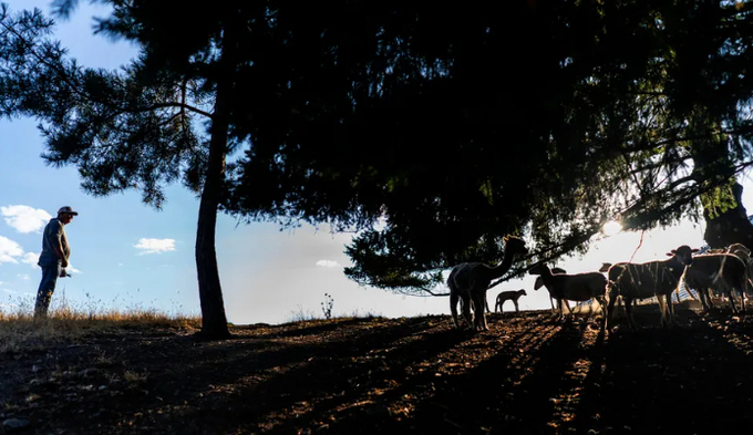 The Mattole Valley Sungrown regenerative farm in Honeydew, California. Photo: Melina Mara/The Washington Post