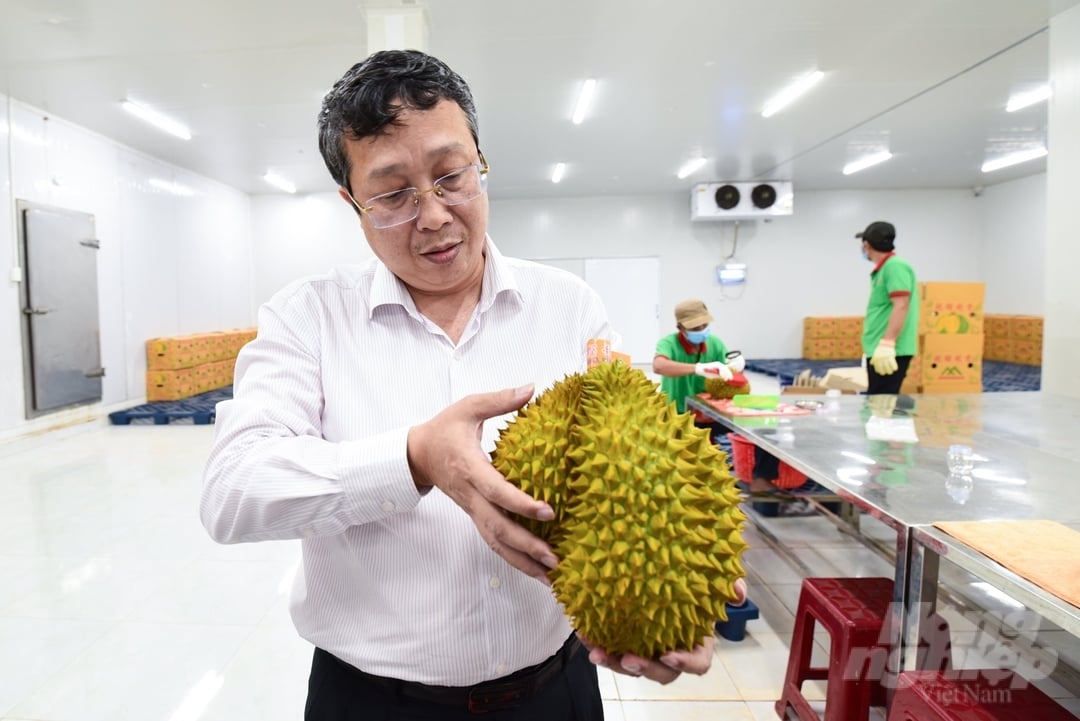 Ông Hoàng Trung - Cục trưởng Cục Bảo vệ thực vật - kiểm tra chất lượng trái sầu riêng trước khi xuất khẩu sang thị trường Trung Quốc.