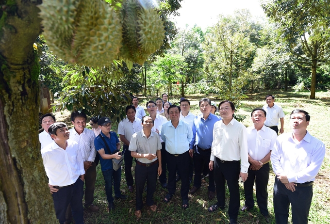 Bộ trưởng Lê Minh Hoan thăm vườn sầu riêng của người dân tại huyện Krông Pắc. Ảnh: Tùng Đinh.