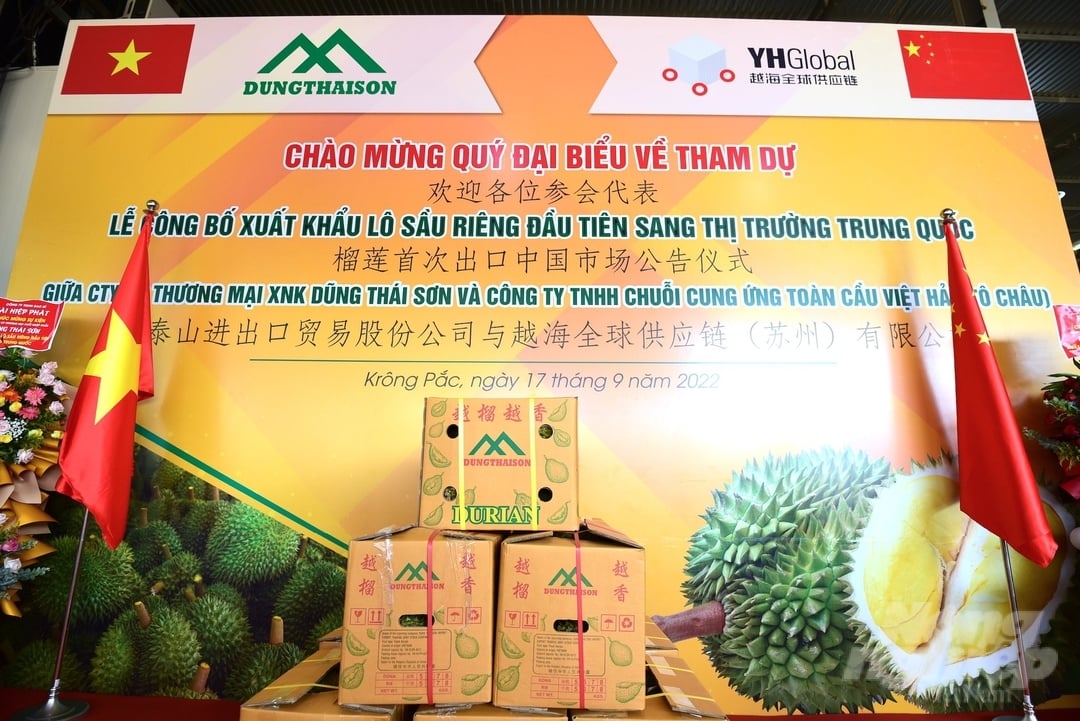 Sầu riêng của Công ty Dũng Thái Sơn chuẩn bị xuất khẩu sang Trung Quốc cho Công ty TNHH Cung ứng toàn cầu Việt Hải (Tô Châu).