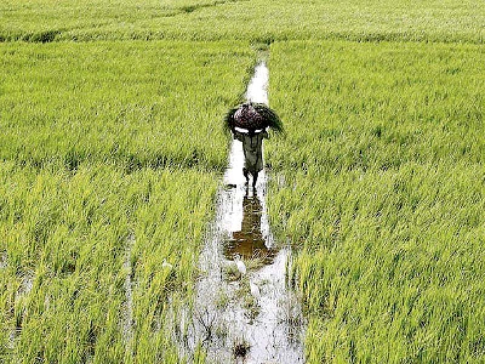 Pakistan produces rice and sugar in surplus quantity, which is more than the domestic requirement. Photo: Tribune