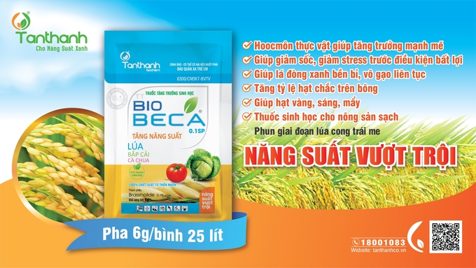 Sản phẩm TT Biobeca, 100% từ thiên nhiên, mát cây và an toàn, giữ xanh lá đòng bền bỉ, thúc đẩy tiến trình vào gạo một cách tối đa, cho hạt lúa vào chắc tới cậy. Ảnh: Đỗ Thanh Tuyền.