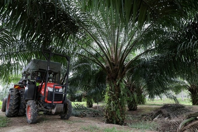 Thu hoạch quả cây cọ dầu tại một đồn điền ở Pulau Carey, Malaysia, hồi tháng 1/2020. Ảnh: Reuters.