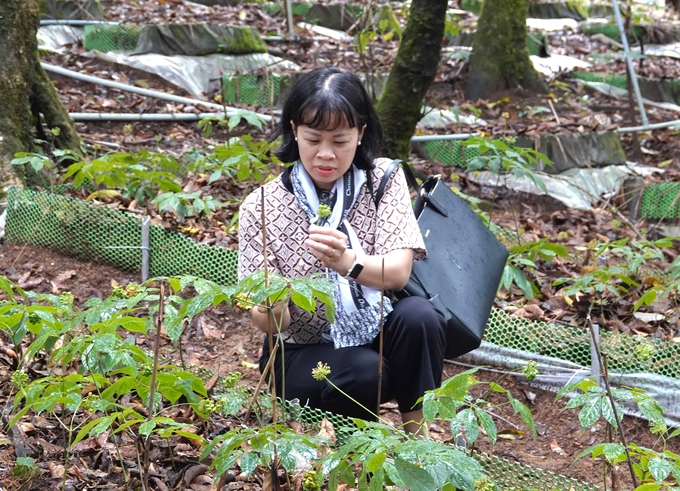 Ngoc Linh ginseng usually is grown from the top of Ngoc Linh mountain.