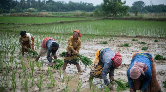 Rice production in India has fallen by 5.6% year on year as of September in light of below-average monsoon rainfall, which has affected harvest, Nomura said.