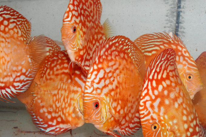 Discus at Discus House farm in Cu Chi district, HCMC. Photo: Thanh Son.