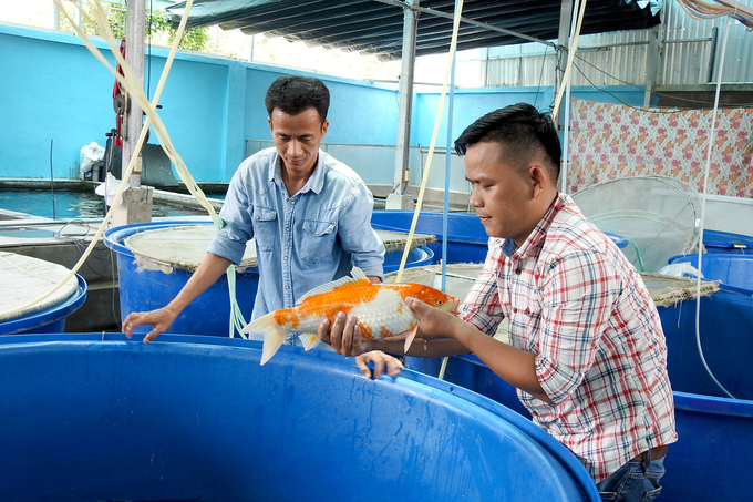 Koi fish production at Viet Huan Koi Joint Stock Company in Cu Chi. Photo: Thanh Son.