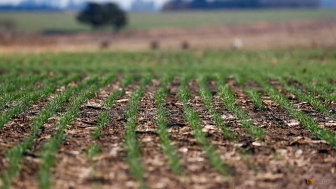 The field is one of dozens of sites growing a genetically modified (GM) wheat strain called HB4, developed by local firm Bioceres and state scientists. 