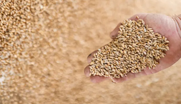 Wheat wasted in the EU is roughly half the amount exported by Ukraine. Photo: Stéphane Mahé/Reuters