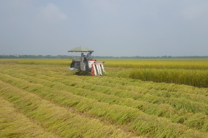 Rice harvesting in Long An province. Photo: Thanh Son.