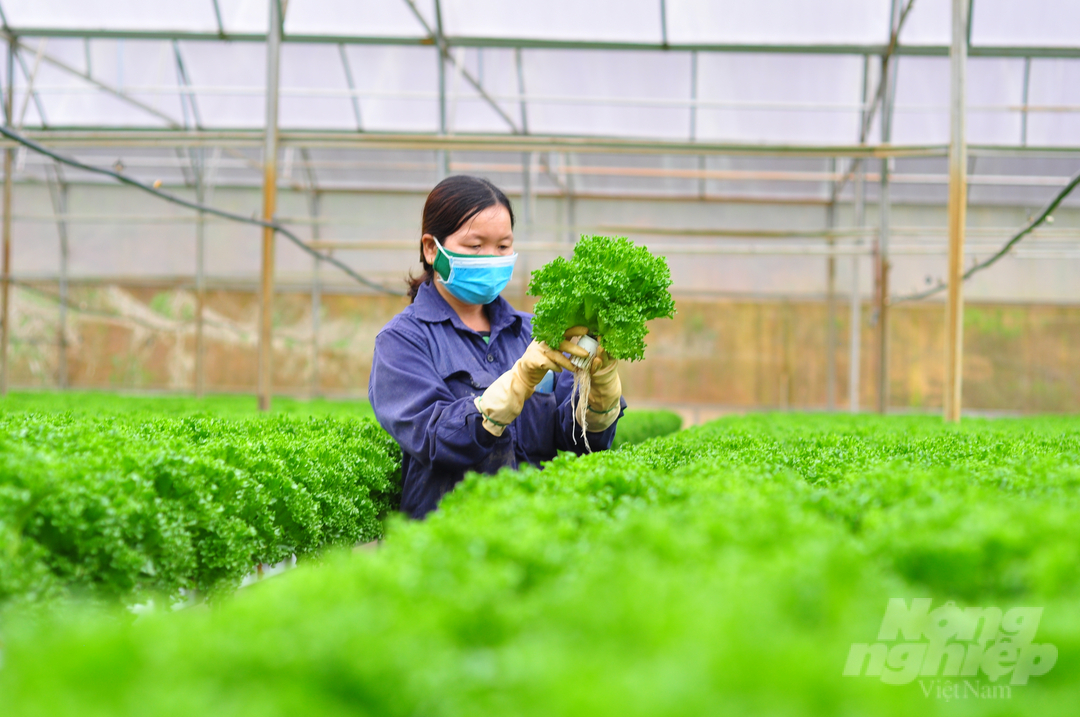 Năm 2022, có 15 sản phẩm gồm cà phê, xà lách thủy canh, bột rau… vừa được UBND tỉnh Lâm Đồng công nhận hạng 4 sao và 8 sản phẩm khác đạt hạng 3 sao. Ảnh: Minh Hậu.