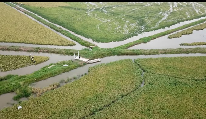 Mô hình trồng lúa trên cánh đồng rươi ở xã Ngũ Phúc, huyện Kiến Thụy. Ảnh: Đinh Mười.