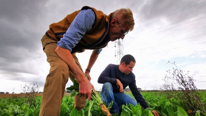 Endive farmers Emmanuel Lefebvre and Christophe Mazingarbe inspect endive plants in a field in Bouvines, France on Sep 15, 2022. Photo: Reuters/Ardee Napolitano