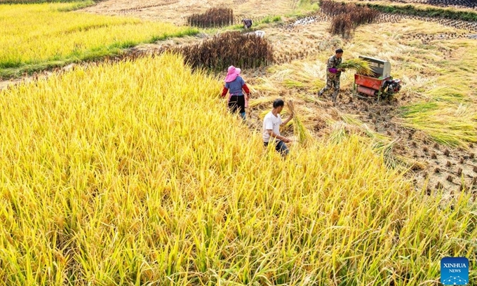 Farmers harvest rice at the paddy fields in Huatian Town of Youyang Tujia and Miao Autonomous County, southwest China's Chongqing, Sept. 14, 2022. Huatian Town of Youyang Tujia and Miao Autonomous County in Chongqing is famous for its rice production on terraced fields. Photo: Xinhua