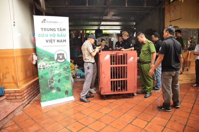 Các lực lượng cùng tham gia giải cứu con gấu đã bị nhốt 17 năm tại huyện Trực Ninh, Nam Định.