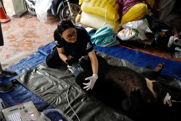 Các bác sĩ thú y tiến hành gây mê để chuẩn bị giải cứu gấu ngày 22/9.