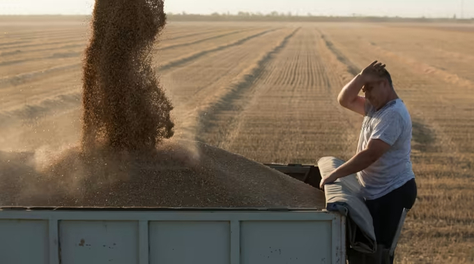 Nông dân Nga thu hoạch lúa mì ở vùng Krasnodar. Ảnh: Bloomberg