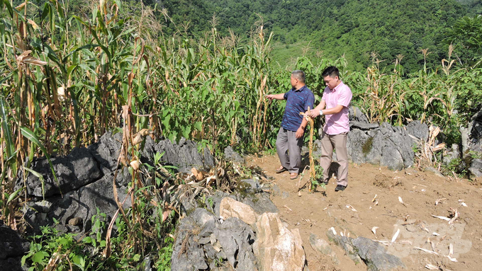 Vùng Lục khu huyện Hà Quảng, người dân chỉ có thể trồng ngô và năng suất thì phụ thuộc vào thời tiết có mưa hay không. Ảnh: Toán Nguyễn.