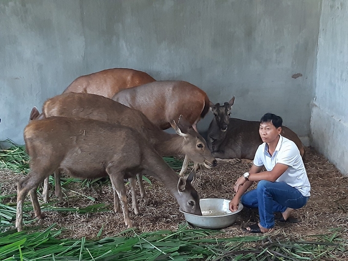 Anh Thuận và những chú nai vừa cho cắt nhung ở mùa thu này.