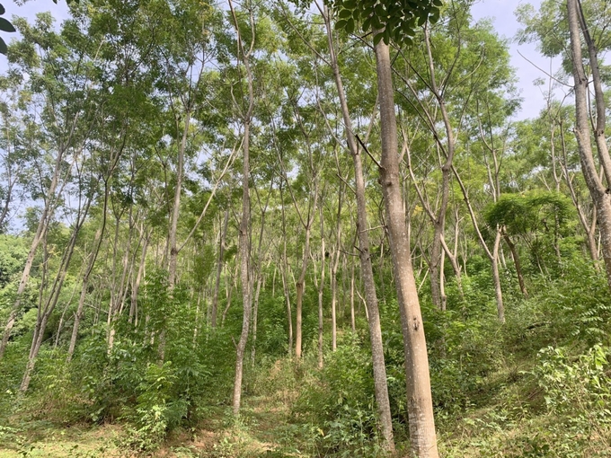 The quality of Nghe An plantation forests must be improved, thereby rapidly increasing the area certified for sustainable forest management.