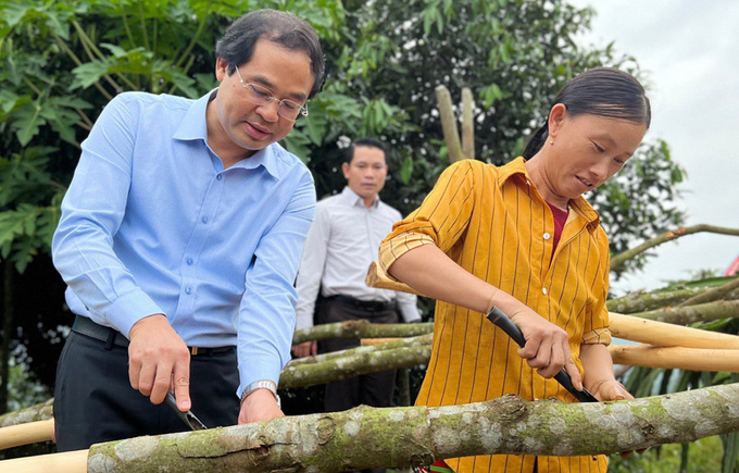 Chủ tịch UBND tỉnh Lào Cai bóc vỏ quế cùng người dân huyện Bảo Yên. Ảnh: H.Đ.