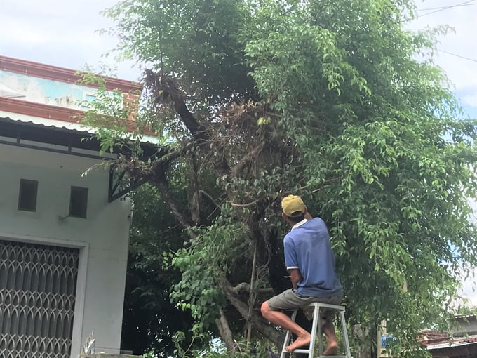 Người dân thị xã An Nhơn (Bình Định) chặt bớt cành cây đề phòng bão Noru xô ngã.