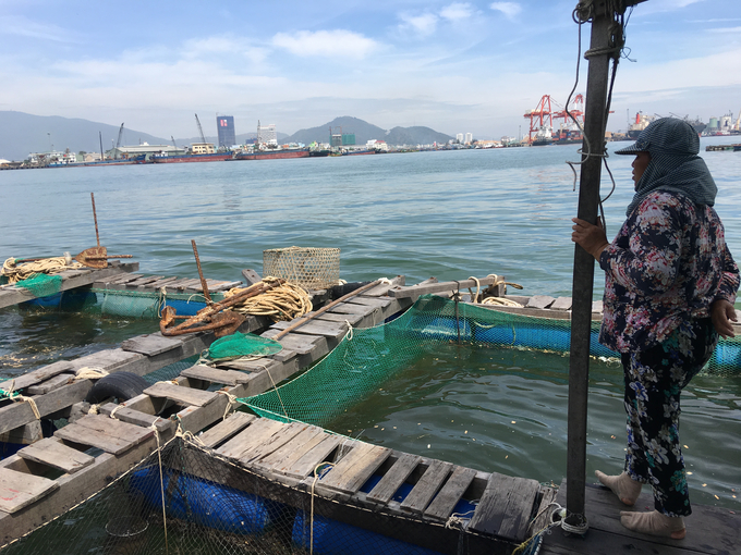 Người nuôi cá lồng bè ở Hải Minh (TP.Quy Nhơn, Bình Định) chuẩn bị chằng buộc lồng bè để phòng tránh bão Noru.