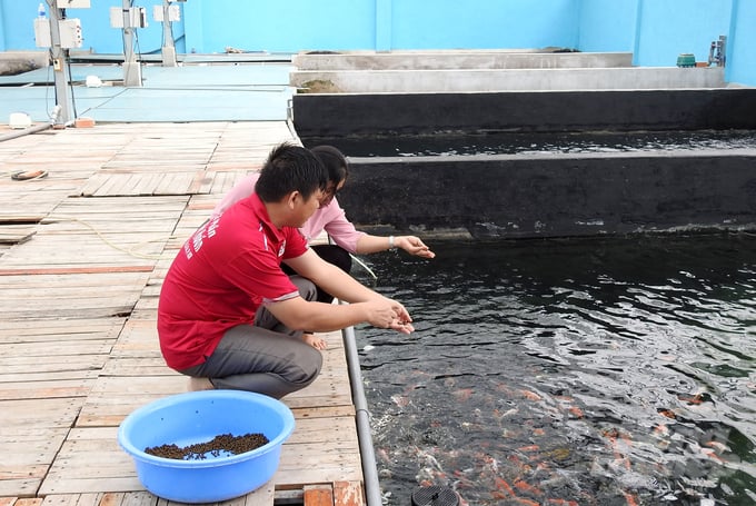 Trang trại nuôi cá Koi của Công ty Cổ phần Cá Koi Việt Huấn, huyện Củ Chi, TP.HCM. Ảnh: Thanh Sơn.