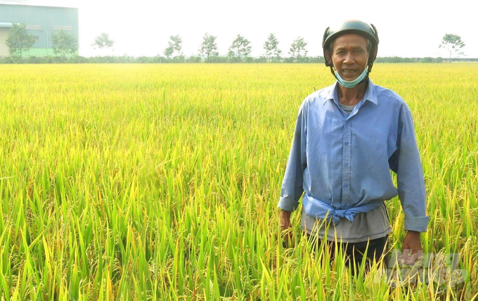 Ông Lý Quyền, thành viên HTX Thọ Hòa Đông A, xã Phú Tâm, huyện Châu Thành (Sóc Trăng) trên cánh đồng lớn của HTX. Ảnh: Minh Đảm.