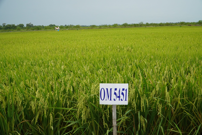 High-quality rice variety OM 5451 is prioritized in many provinces in the Mekong Delta. Photo: Kim Anh.
