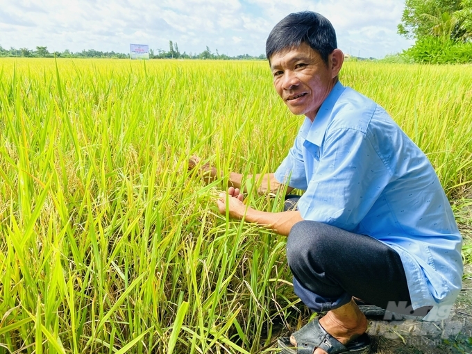 Sản xuất lúa hữu cơ giảm chi phí từ 30-40% so với làm thông thường ở HTX Nông nghiệp Tân Bình. Ảnh: Lê Hoàng Vũ.